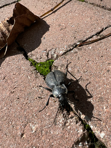 Leather Beetle