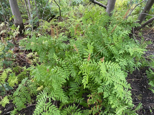 Osmunda spectabilis, photograph 6