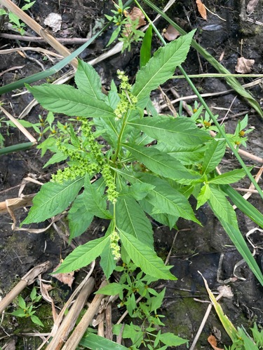 Penthorum sedoides, photograph 4