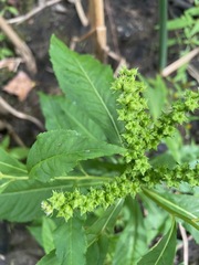 Penthorum sedoides, photograph (c) Tom Scavo, some rights reserved (CC BY)