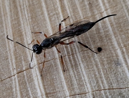 Xorides praecatorius
