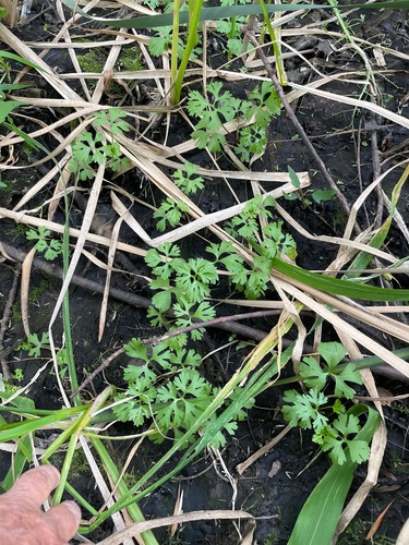 Ranunculus flabellaris, photograph 3