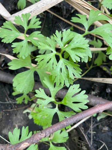 Ranunculus flabellaris