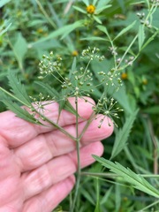 Cicuta bulbifera
