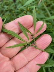 Cicuta bulbifera, photograph (c) Tom Scavo, some rights reserved (CC BY)