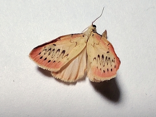 Rosy Footman