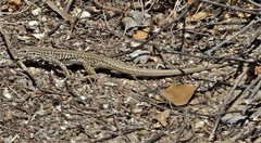 Aspidoscelis neotesselatus