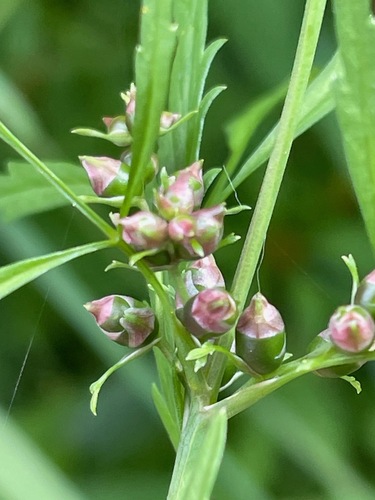 Cicuta bulbifera, photograph 3