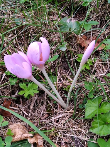 Autumn Crocus