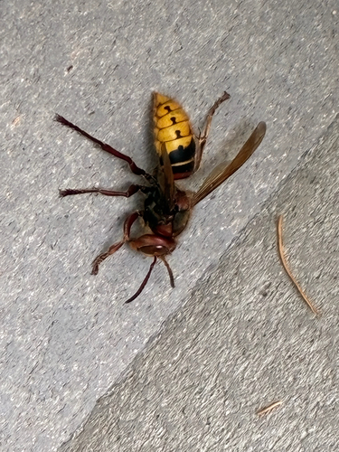 European Hornet