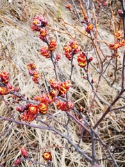 Myrica gale tomentosa