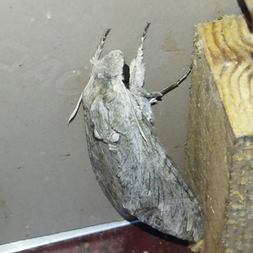 Convolvulus Hawkmoth