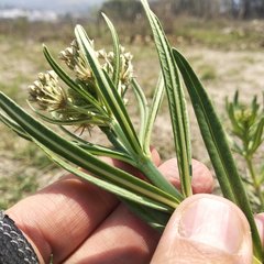 Asclepias mexicana