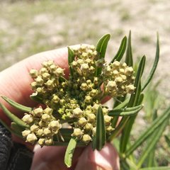 Asclepias mexicana