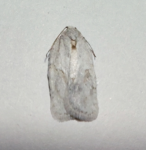 Black-headed Birch Leaffolder Moth
