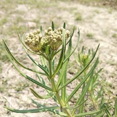 Asclepias mexicana