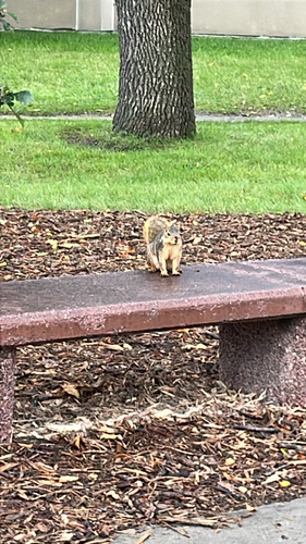 Eastern Fox Squirrel