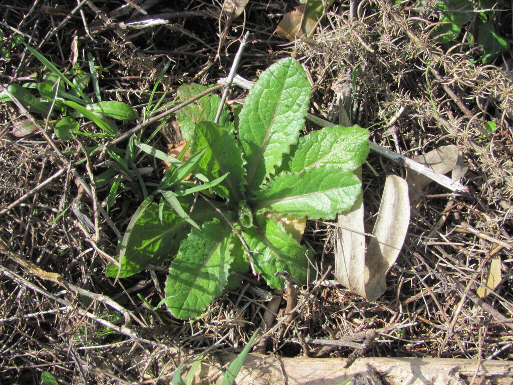 Urospermum picroides; photograph (c) zebedeugalinha, some rights reserved (CC BY)