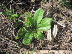 Urospermum picroides