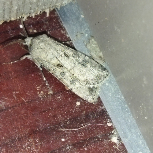 Great Dart