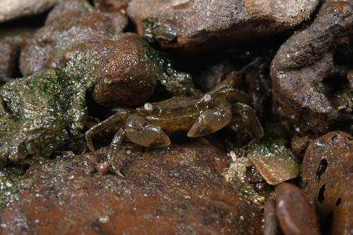 Brush-clawed Shore Crab