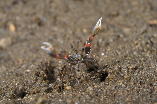 Buddish Crab