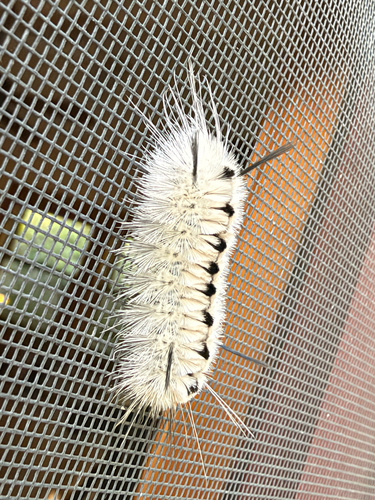Hickory Tussock Moth
