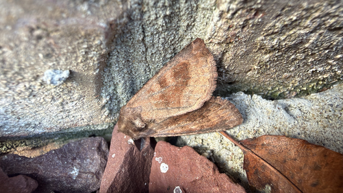 Bronzed Cutworm Moth