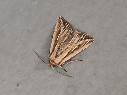 L-album Wainscot