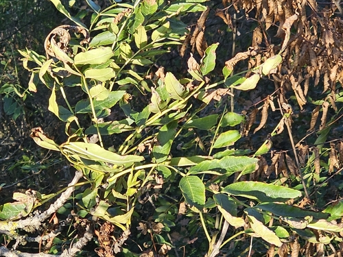 European ash