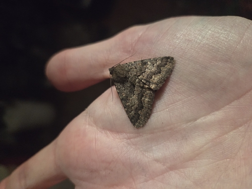 Lawson's Night Moth