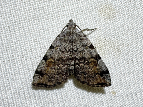 American Idia Moth