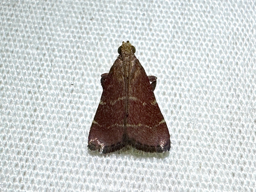 Posturing Arta Moth
