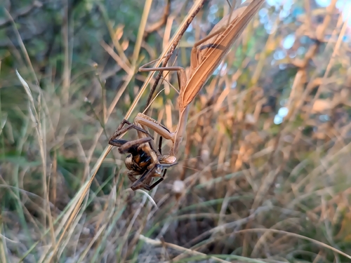European Mantis