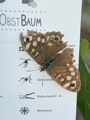 Speckled Wood