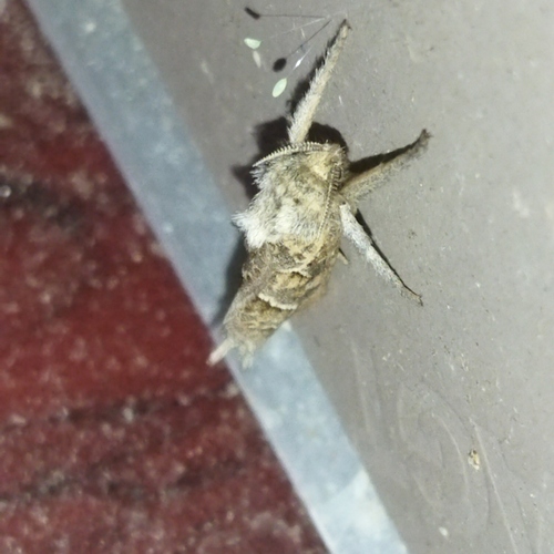 Triodia amasinus