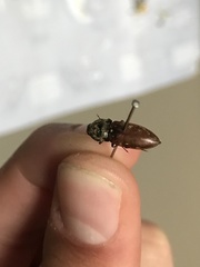 Prosternon bombycinum