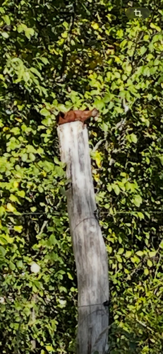 Eurasian Red Squirrel