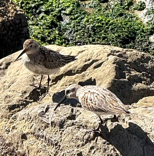 Dunlin