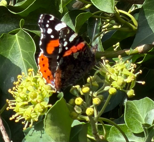 Red Admiral