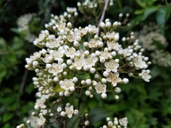Spiraea × vanhouttei