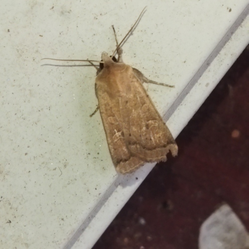 Square-spot Rustic