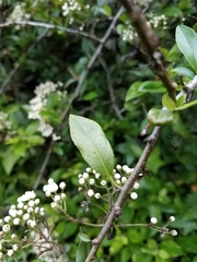 Spiraea × vanhouttei