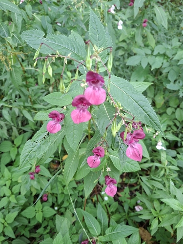 Himalayan balsam