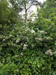 Spiraea × vanhouttei