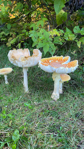 Fly Agaric