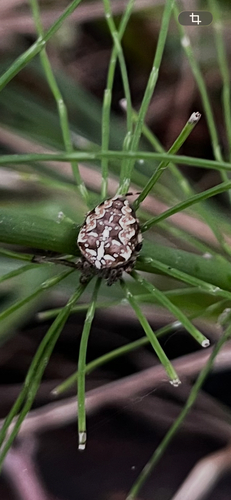 Cross Orbweaver