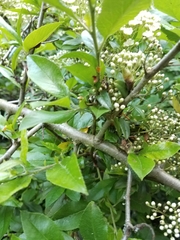 Spiraea × vanhouttei