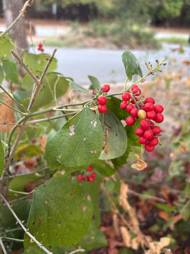 Featured image for “Carolina snailseed”