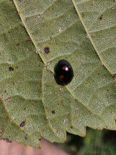 Pine Ladybird